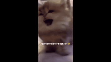 Cat GIF
