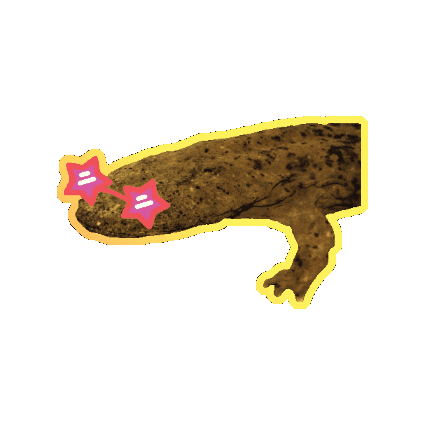 Lizard Pennsylvania Sticker by pemahq