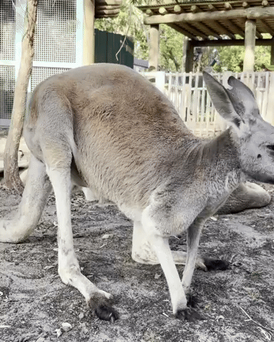 Kangaroo GIF