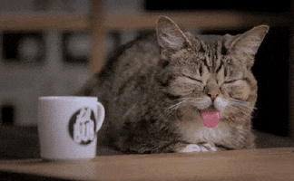 Im Up GIF by Internet Cat Video Festival
