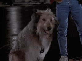 Dog Confusion GIF by Back to the Future Trilogy