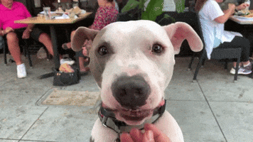 Dog GIF