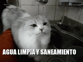 Cat Agua GIF by Puerta 18