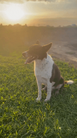 Happy Dogs GIF by YIPOA