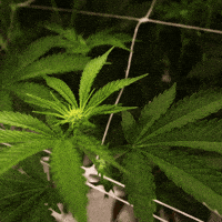 Grow House GIF by Exclusive Brands