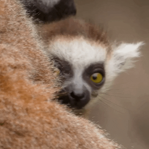 Baby Hello GIF by San Diego Zoo Wildlife Alliance