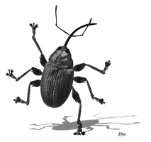 digital art cockroach GIF by Colin Raff