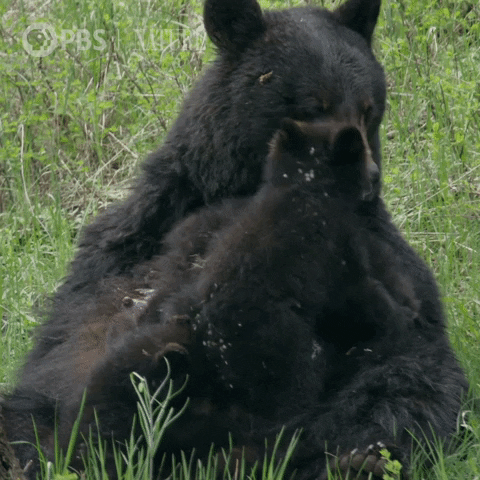Baby Animals Bear GIF by Nature on PBS