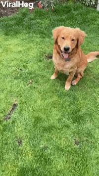 Goofy Golden Knows How to Leap Frog