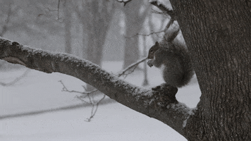 Squirrel Snacking GIF by Middlebury