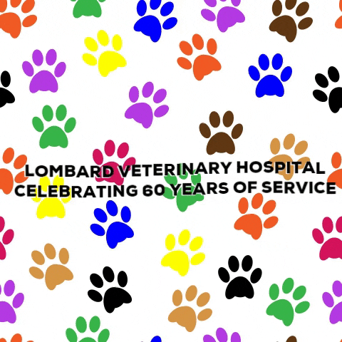 LombardVet GIF