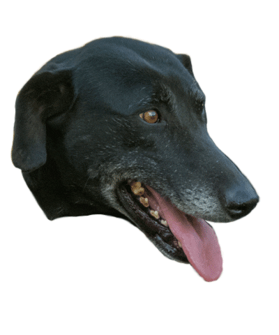 Dog Love Sticker by Buscamos Casita