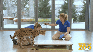 Watch This Slow Motion GIF by Brookfield Zoo