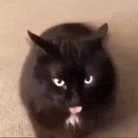 Meme Cat Gifs Get The Best Gif On Giphy Meme Cat Gifs Get The Best Gif On Giphy