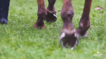 Walk Away Horse Racing GIF by Ascot Racecourse