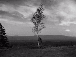 Ingmar Bergman GIF