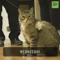 Tabby Cat GIF by 60 Second Docs