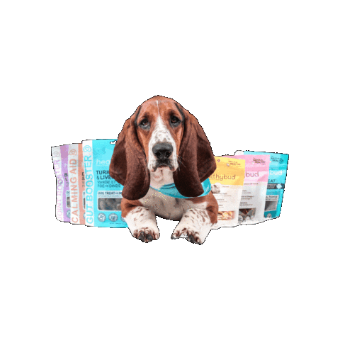 Basset Hound Dog Sticker by healthybud