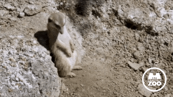 Tired Next Day GIF by Memphis Zoo