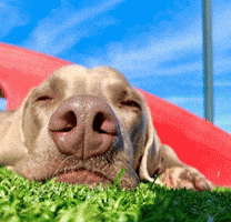 Summerdays Petparadise GIF by Superfit Foods