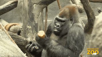 Birthday Cake Party GIF by Brookfield Zoo