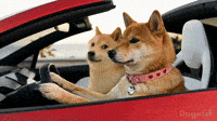 Good Vibes | Doge & DogeGF