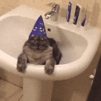 Happy Birthday Cat Gifs Get The Best Gif On Giphy