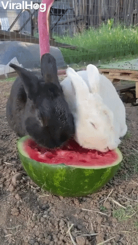 Adorable Bunnies Eat Watermelon Together GIF by ViralHog