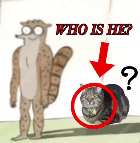 Cat Who Is He GIF