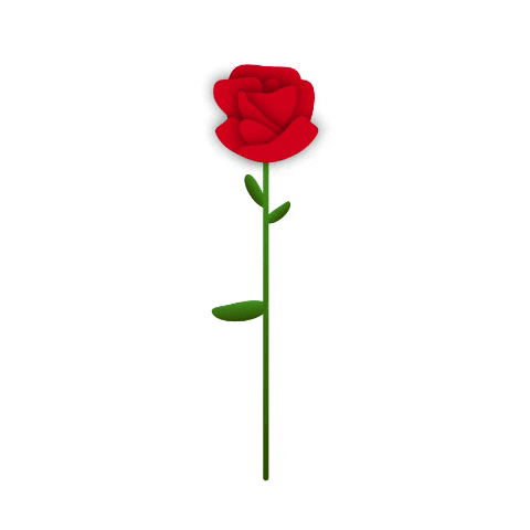 Por que é tão valioso para as mulheres ganharem rosas vermelhas?