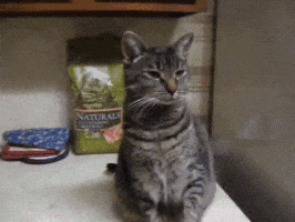High Five Cat GIF