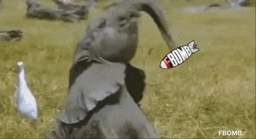 Elephant Diet GIF by FBOMB