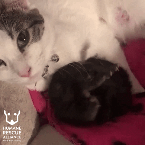 Kitten Love GIF by Humane Rescue Alliance