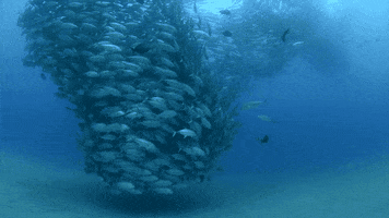 underwater photography GIF