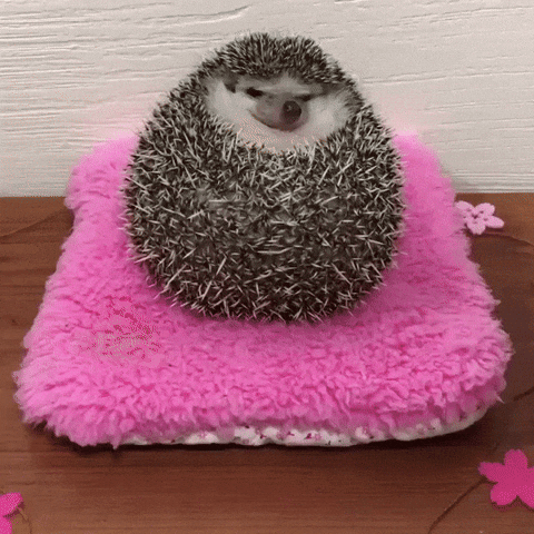 Happy-hedgehog GIFs - Get the best GIF on GIPHY
