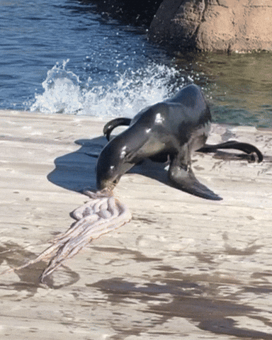 Seal GIF by Valley Zoo Development Society