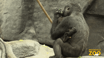 Family Snack GIF by Brookfield Zoo
