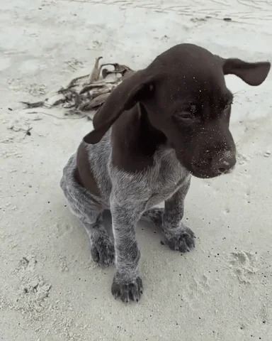 Flying German Shorthaired Pointer GIF