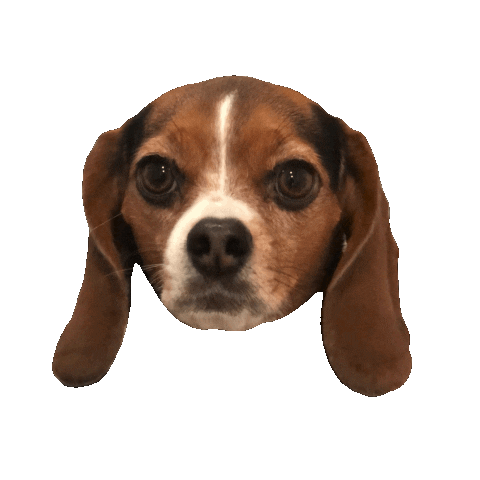 Pocket Beagle Dog Sticker
