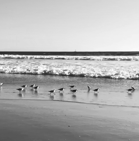 Slow Motion Beach GIF by Nora Simon