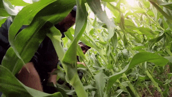 200.gif