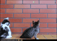 Mash Up Cat GIF Mash Up Cat GIF