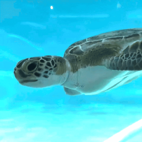 Recovering Sea Turtle GIF by Storyful