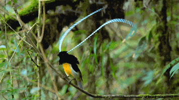 Bird Of Paradise Dancing GIF by Our Planet