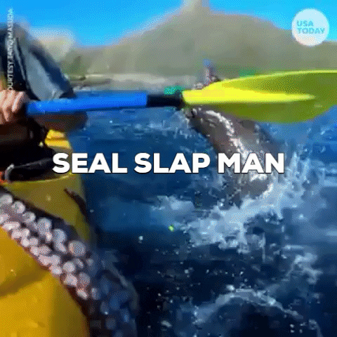 Seal Slaps Man GIF