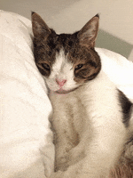 blink cute cat GIF by Monty Happiness