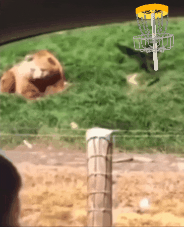 Bear GIF