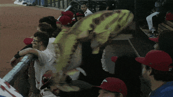 Great Lakes Loons GIF
