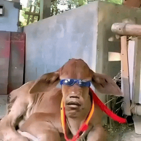 Kambing GIF