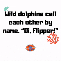 Dolphin GIF by Not Just Trivia
